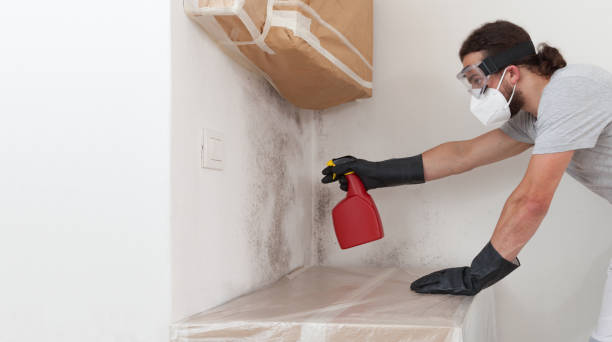 Professional Attic Mold Removal technician working in Belleville, NJ