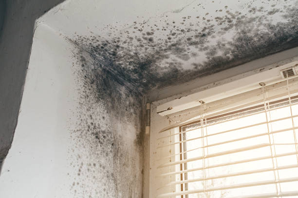 Affordable Mold Cleanup solutions in Belleville, NJ